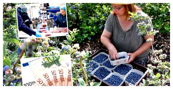 50 тысяч  хорошая зарплата в Великобритании