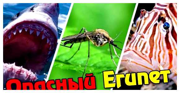 Чего стоит бояться в Египте (египте, меры безопасности, местных властей, Поэтому рекомендуется, своей страны, безопасном месте) Чего стоит бояться в Египте