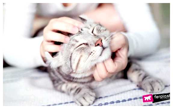 Где любят кошек