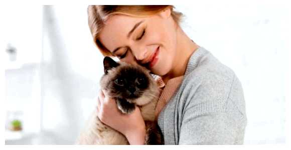 Где любят кошек