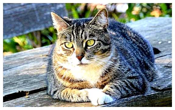 Где не любят кошек