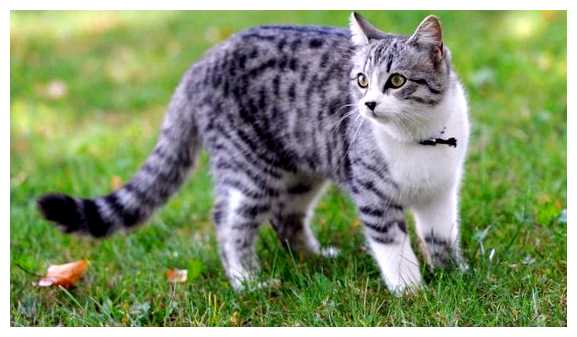 Где не любят кошек