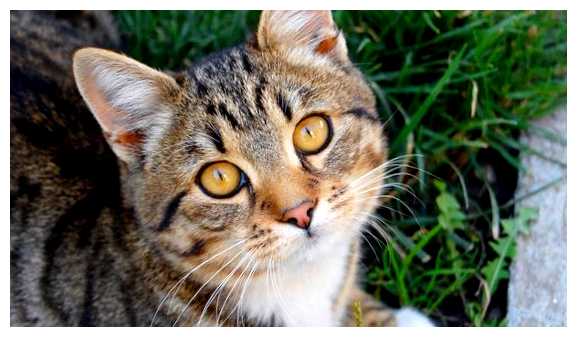 Где не любят кошек