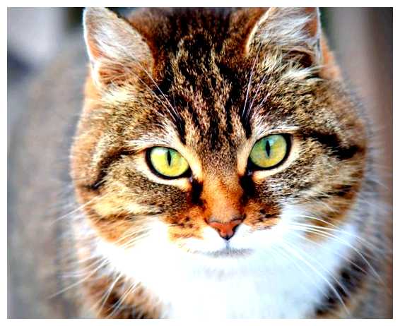 Где не любят кошек