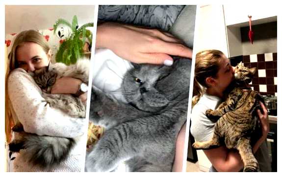 Где очень любят кошек