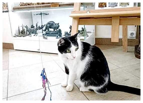 Где очень любят кошек