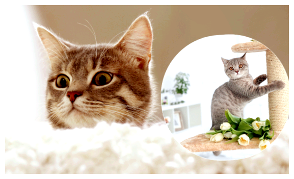 Где очень любят кошек