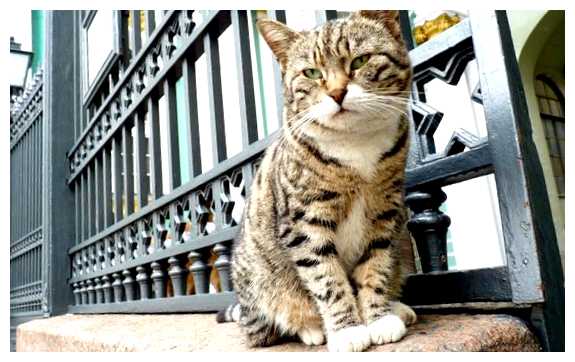 Где очень много кошек