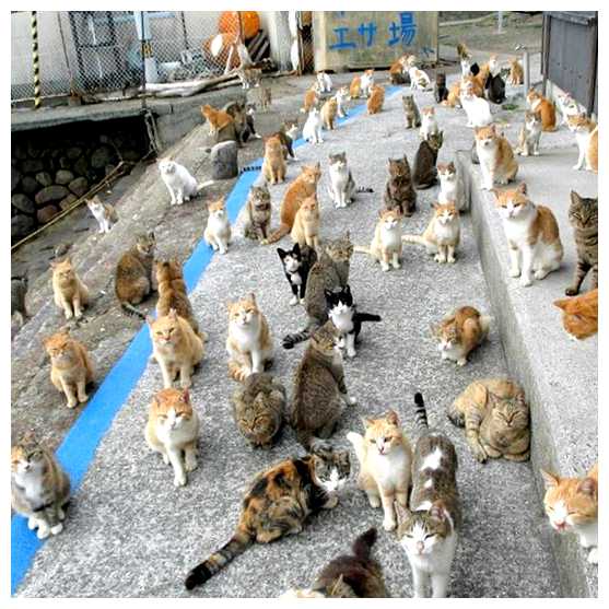 Где очень много кошек