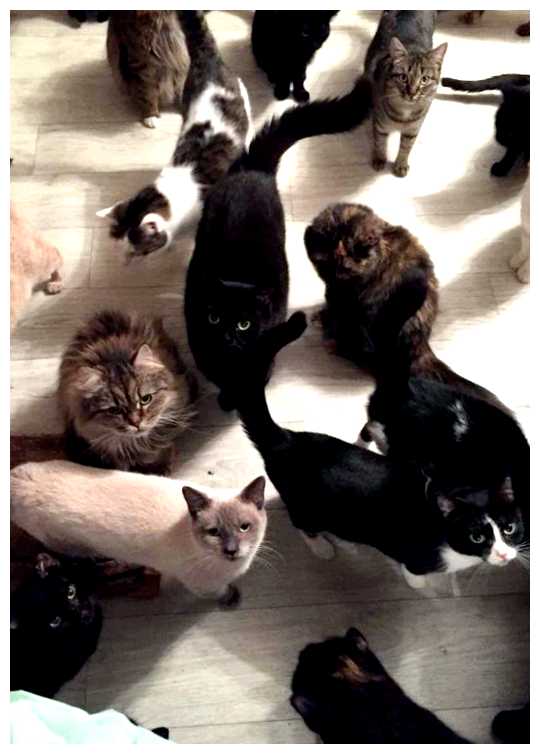 Где очень много кошек