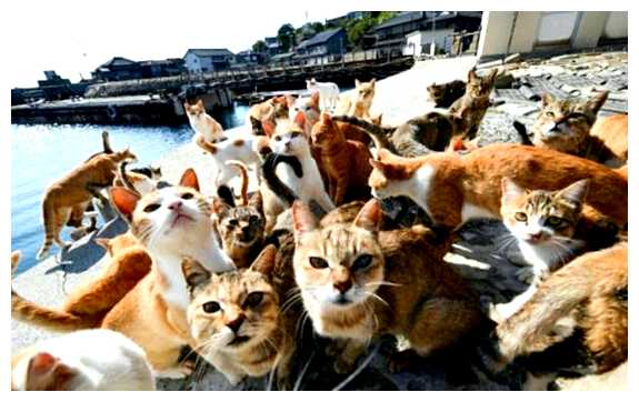 Где очень много кошек