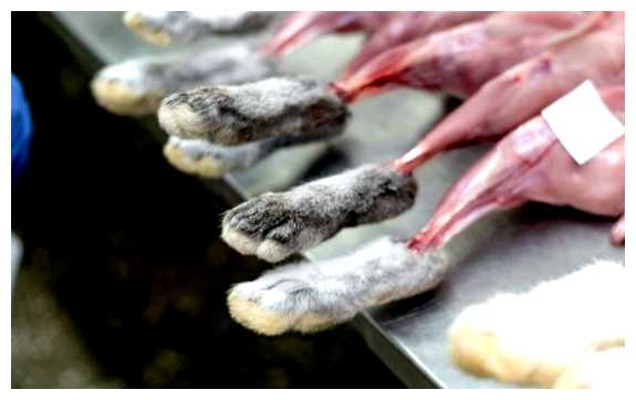 Где употребляют в пищу кошек