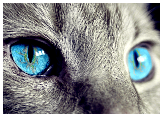 Где употребляют в пищу кошек