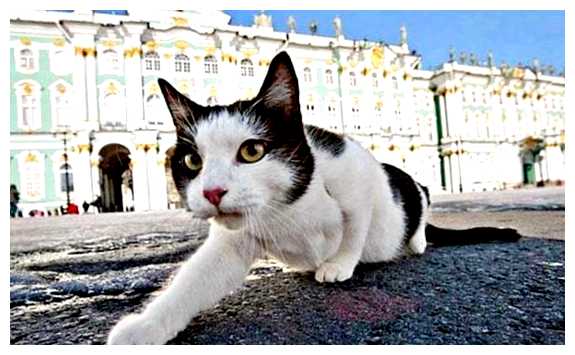 Где употребляют в пищу кошек