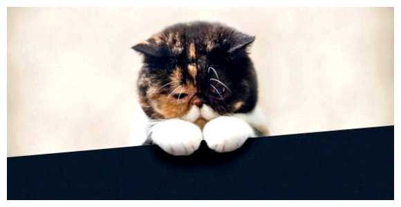 Где употребляют в пищу кошек