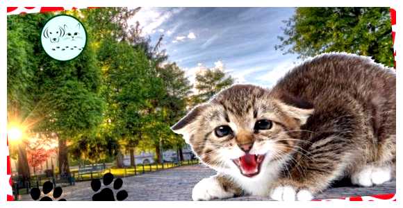 Где употребляют в пищу кошек