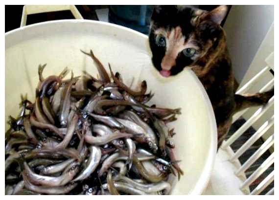 Где употребляют в пищу кошек