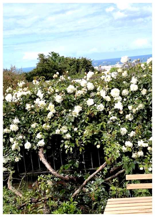 Где в Англии много русских