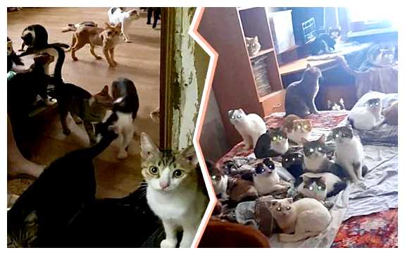 Где живет много кошек