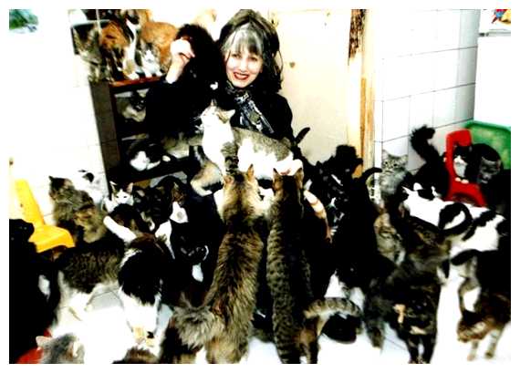 Где живет много кошек