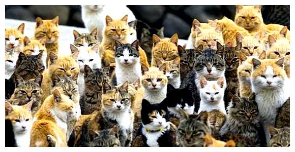 Где живет много кошек