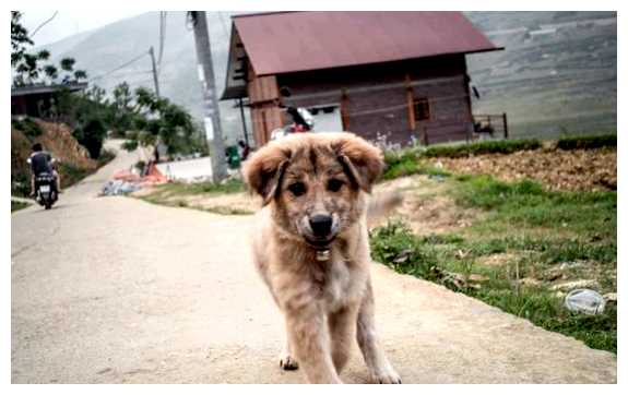 Как относятся к собакам во Вьетнаме