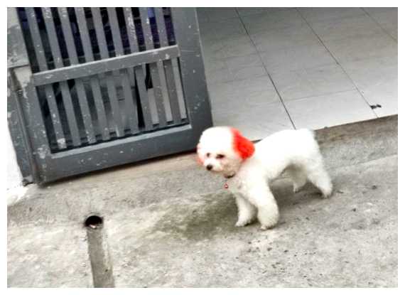 Как относятся к собакам во Вьетнаме