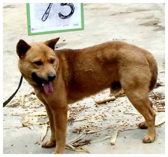 Как относятся к собакам во Вьетнаме