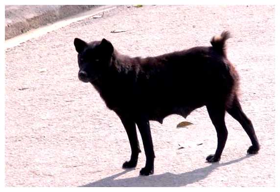 Как относятся к собакам во Вьетнаме