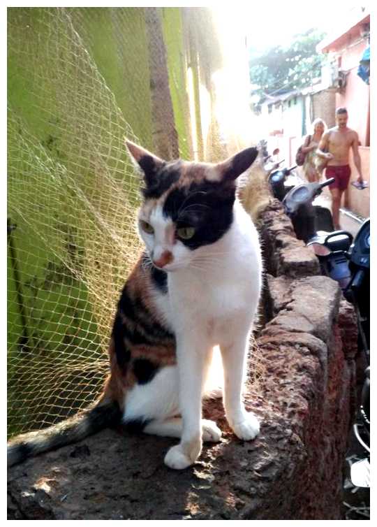 Как в Индии относятся к котам