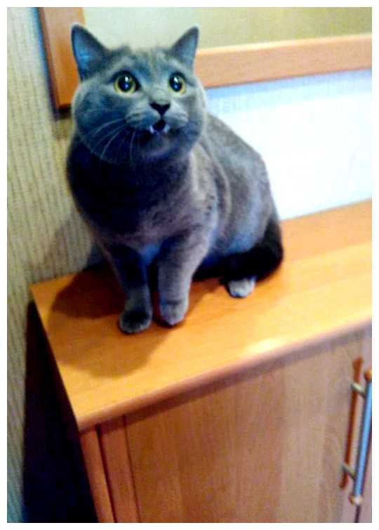 Как в Индии относятся к котам