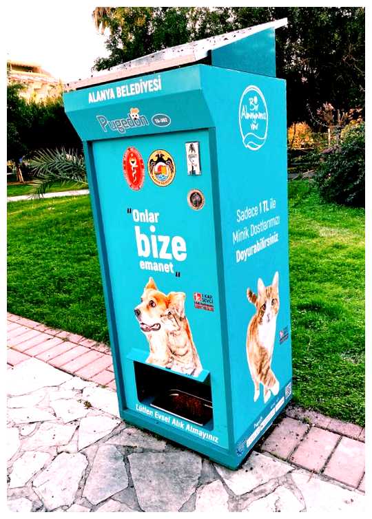 Как в Индии относятся к котам