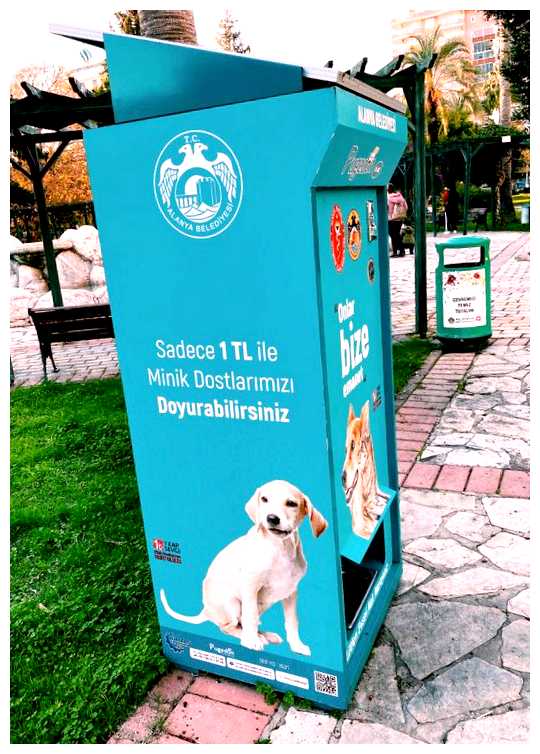 Как в Индии относятся к котам