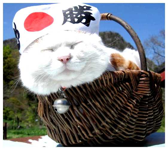 Как в Индии подзывают кошек