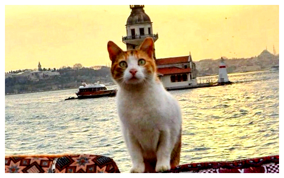 Как в Индии подзывают кошек