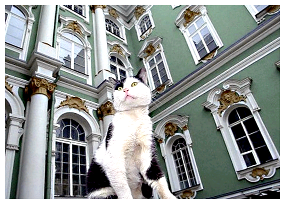 Как в Индии подзывают кошек