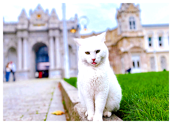 Как в Индии подзывают кошек