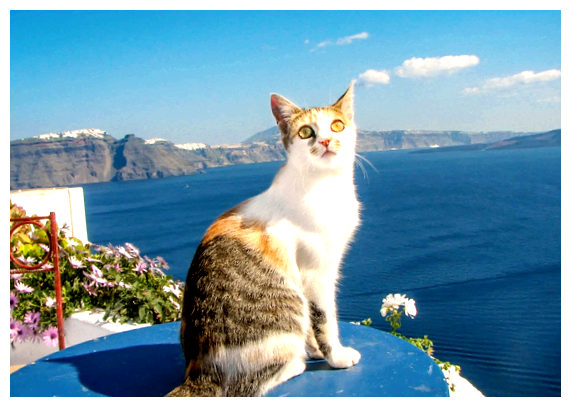 Как в Индии подзывают кошек