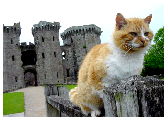 Как в Индии подзывают кошек