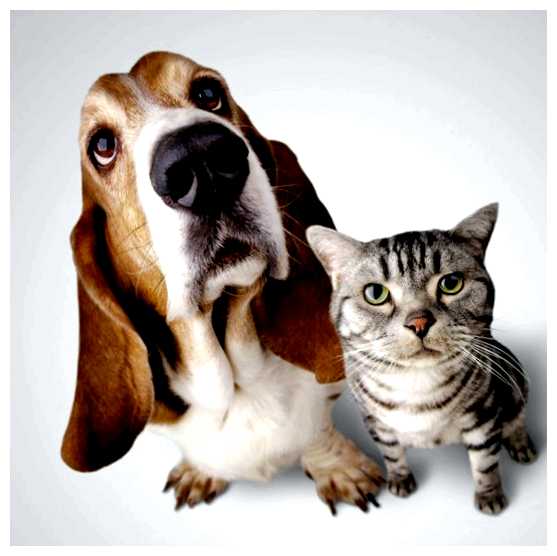 Какая страна больше всего любит кошек