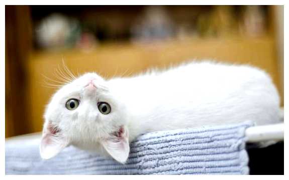 Какая страна больше всего любит кошек