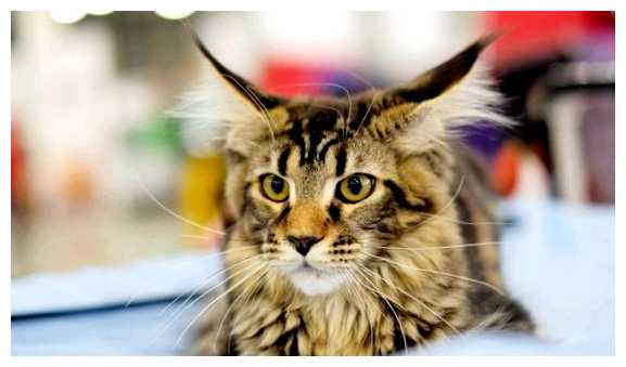 Какая страна больше всего любит кошек