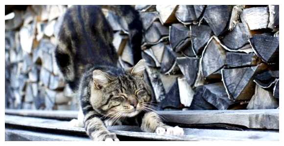 Какая страна больше всего любит кошек