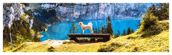 Какая страна больше всего любит кошек