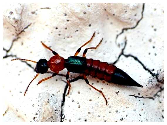 Какие есть опасные насекомые во Вьетнаме