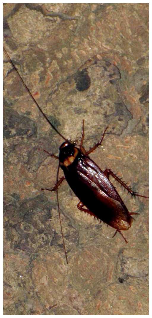 Какие есть опасные насекомые во Вьетнаме