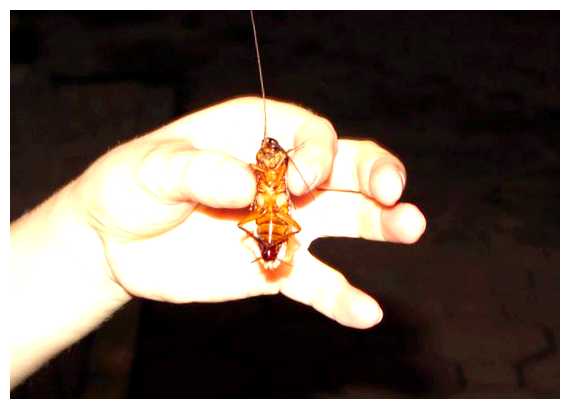 Какие есть опасные насекомые во Вьетнаме