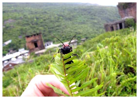 Какие есть опасные насекомые во Вьетнаме
