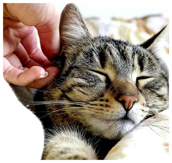 Какие люди не нравятся кошкам