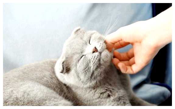 Какие люди не нравятся кошкам